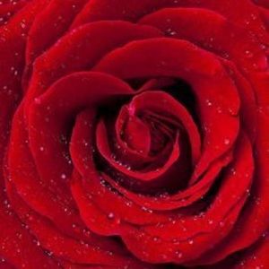 Meet your Posher, Rossa